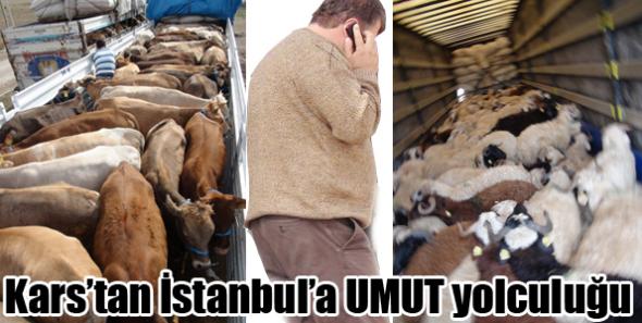 Hayvan sevkinde yoğunluk