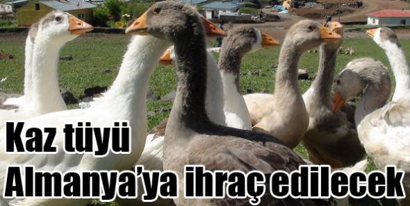 Kaz tüyü Almanya’ya ihraç edilecek