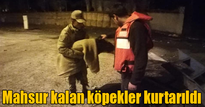 Kars’ta mahsur kalan köpekler kurtarıldı