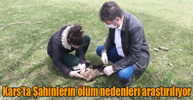 Kars’ta Şahinlerin ölüm nedenleri araştırılıyor