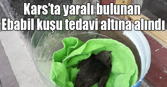 Kars’ta yaralı bulunan Ebabil kuşu tedavi altına alındı