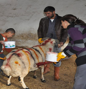 Kars’ta, Koç Katım Geleneği