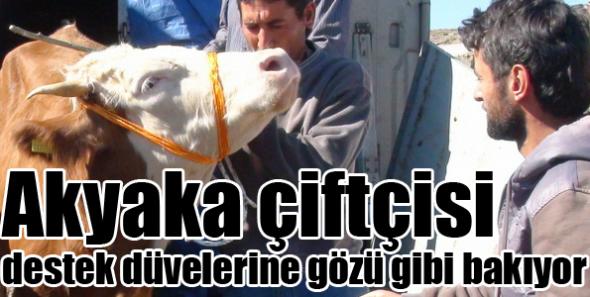Akyaka çiftçisi destek düvelerine gözü gibi bakıyor