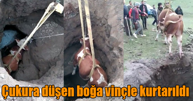 Definecilerin kazdığı çukura düşen boğa vinçle kurtarıldı