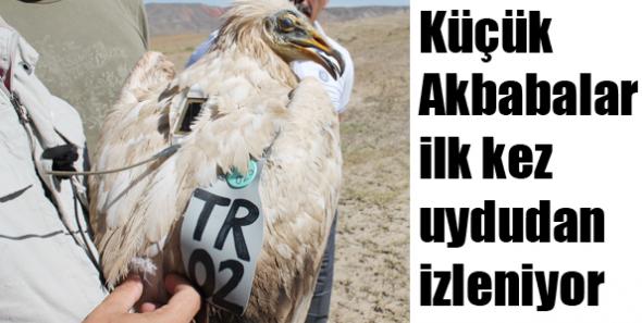 Küçük Akbabalar ilk kez uydudan izleniyor