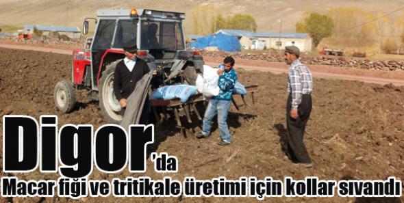 Digor’da Macar fiği ve tritikale üretimi için kollar sıvandı