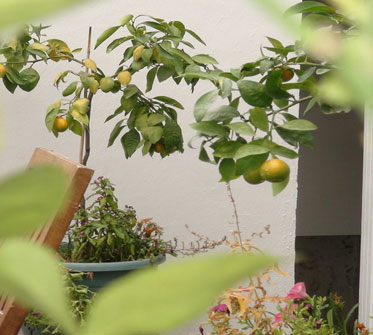 Kars’ta Mandalina ve Limon yetişti