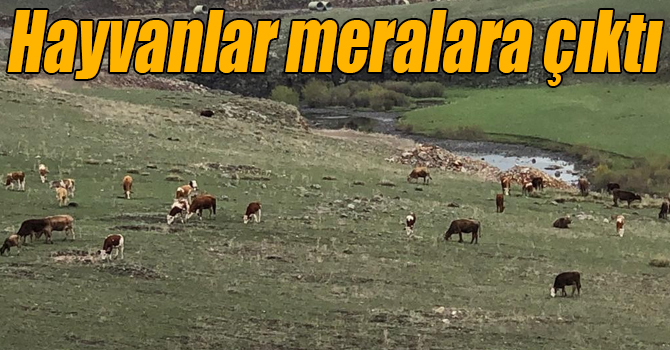 Kars’ta hayvanlar meralara çıktı