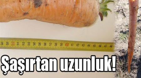 45 santim uzunluğunda havuç yetiştirildi
