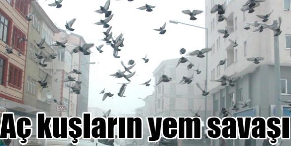 Kars'ta Aç kuşların yem savaşı