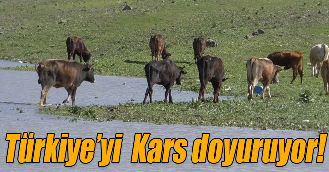 Türkiye’nin büyükbaş hayvan ihtiyacını Kars karşılıyor