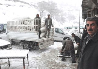 Kars'ta Kar Yağışı Hayvancılığa Zarar Veriyor