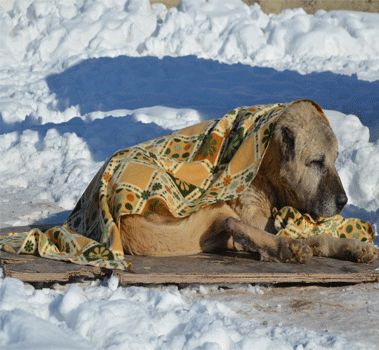 Kars'ta Köpeklere Battaniyeli Koruma