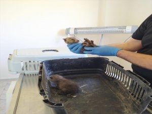 Bingöl'de bitkin halde bulunan 2 yavru kurt korumaya alındı