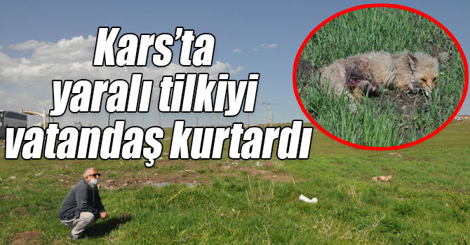 Kars’ta yaralı tilkiyi vatandaş kurtardı