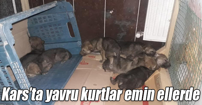 Kars’ta yavru kurtlar emin ellerde