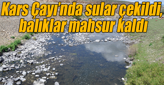 Kars Çayı’nda sular çekildi, balıklar mahsur kaldı