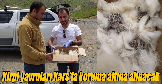 Bingöl'de ölen kirpinin 5 yavrusu Kars'ta koruma altına alınacak