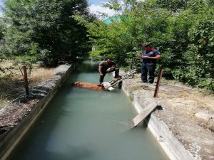 Malatya'da sulama kanalına düşen inek kurtarıldı