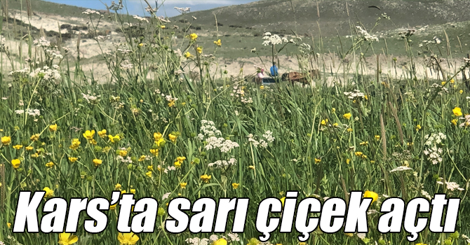 Kars’ta sarı çiçek açtı