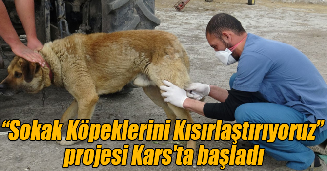 “Sokak Köpeklerini Kısırlaştırıyoruz” projesi Kars'ta başladı