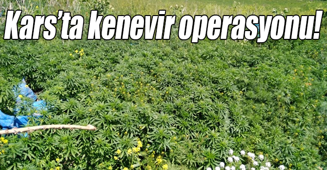 Kars’ta kenevir operasyonu!