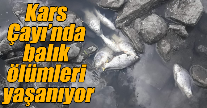 Kars Çayı’nda balık ölümleri yaşanıyor