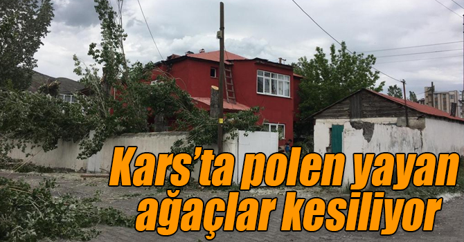 Kars’ta polen yayan ağaçlar kesiliyor