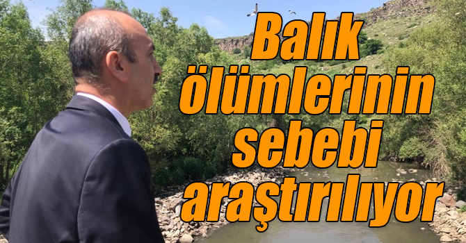 Kars’taki balık ölümlerinin sebebi araştırılıyor