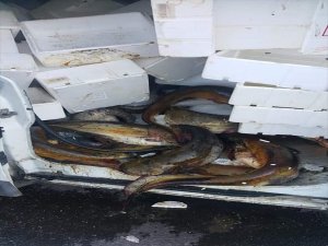 Erzurum'da kaçak yolla avlanılan 250 kilogram yayın balığı ele geçirildi