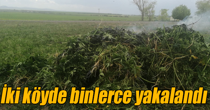 Kars’ta 3 bin 11 kök kenevir yakalandı