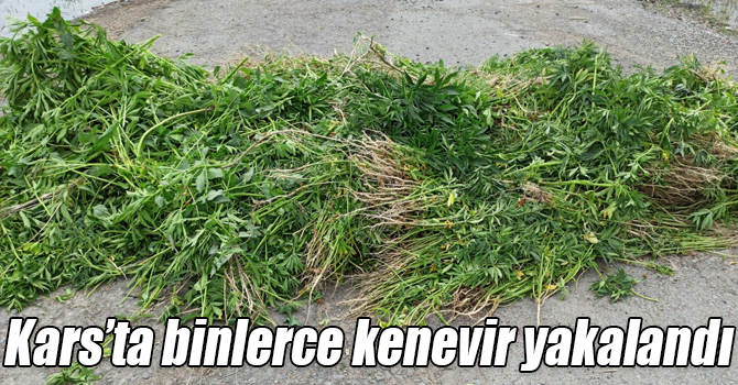 Kars’ta binlerce kenevir yakalandı