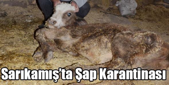 Sarıkamış’ta Şap Karantinası