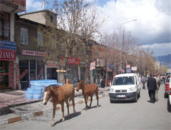 Sahipsiz atlar trafiği aksattı