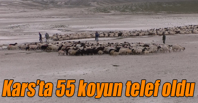 Kars’ta doludan 55 koyun telef oldu