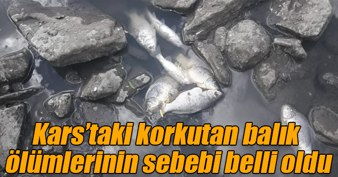 Kars’taki korkutan balık ölümlerinin sebebi belli oldu