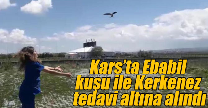 Kars’ta Ebabil kuşu ile Kerkenez tedavi altına alındı