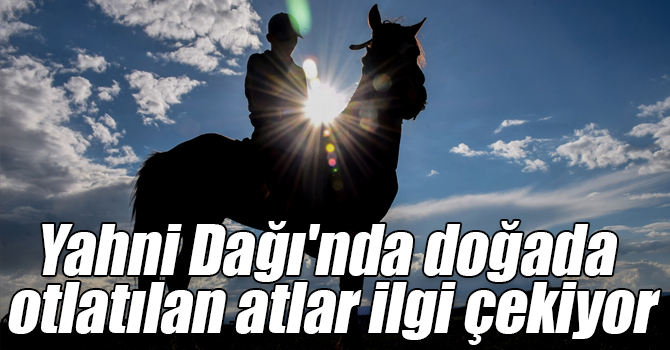 Yahni Dağı'nda doğada otlatılan atlar ilgi çekiyor