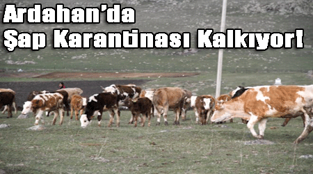 Ardahan'da Şap Karantinası Kalkıyor!