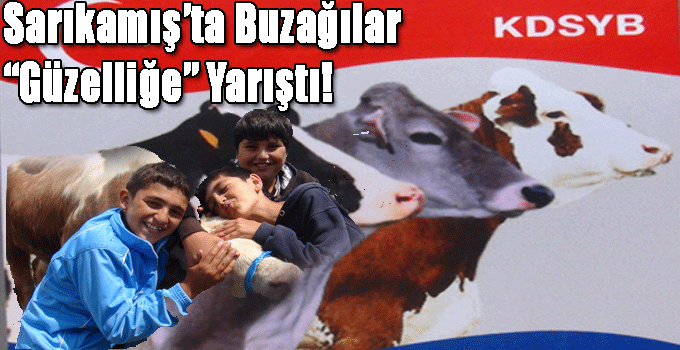 Sarıkamış'ta Buzağılar Güzelliğe Yarıştı!