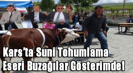 Kars'ta Suni Tohumlama Eseri Buzağılar Gösterimde!