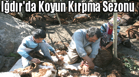 Iğdır'da Koyun Kırpma Sezonu