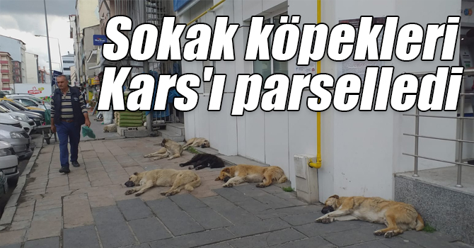 Sokak köpekleri Kars'ı parselledi