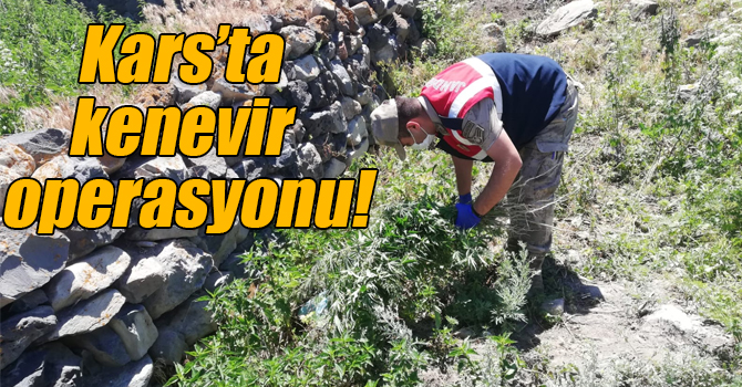 Kars’ta kenevir operasyonu!