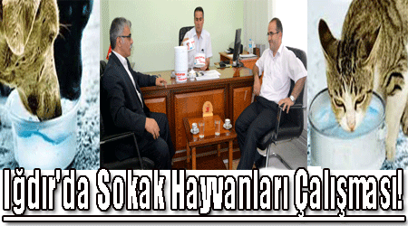 Iğdır'da Sokak Hayvanları Çalışması!