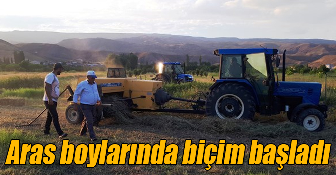 Aras boylarında yonca biçimi başladı