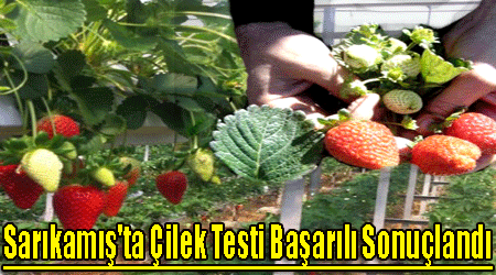 Sarıkamış'ta Çilek Testi Başarılı Sonuçlandı!