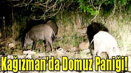 Kağızman’da Domuz Paniği!