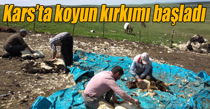 Kars’ta koyun kırkımı başladı