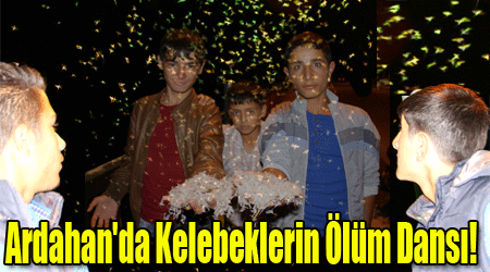 Ardahan'da Kelebeklerin Ölüm Dansı!